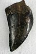 Nanotyrannus Tooth - Montana #28290-1